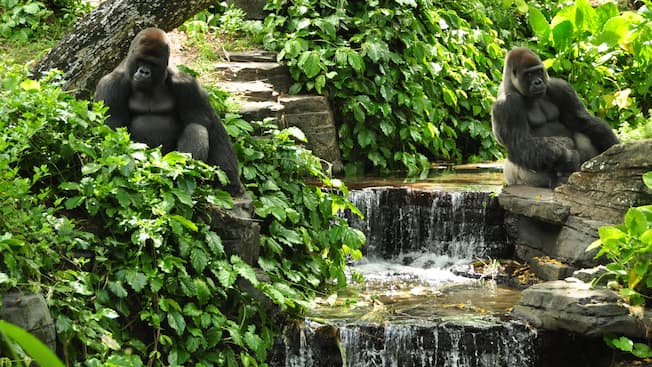 Thumbnail of Gorilla Falls Exploration Trail